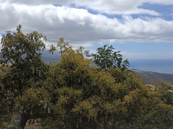 Imagen 3 de Casa de pueblo en Venta en Tijarafe Santa Cruz de Tenerife