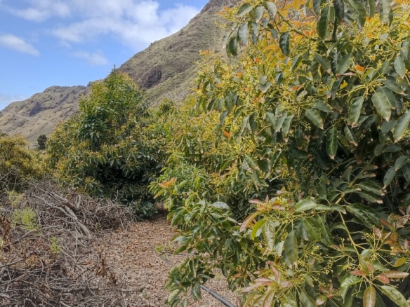 Imagen 4 de Casa de pueblo en Venta en Tijarafe Santa Cruz de Tenerife