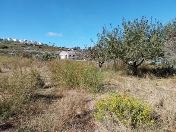 Imagen 1 de ALQUILER DE TERRENO RÚSTICO - 2000 M²