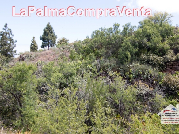 Imagen 3 de Suelo rústico en Venta en Puntagorda Santa Cruz de Tenerife