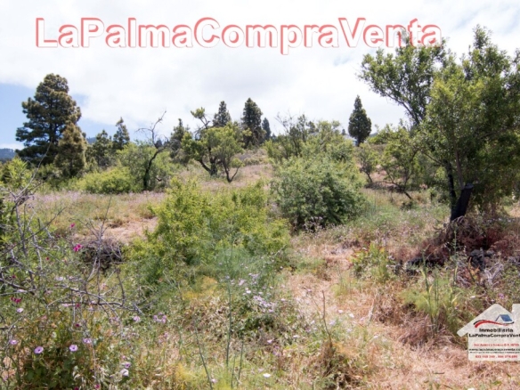 Imagen 4 de Suelo rústico en Venta en Puntagorda Santa Cruz de Tenerife