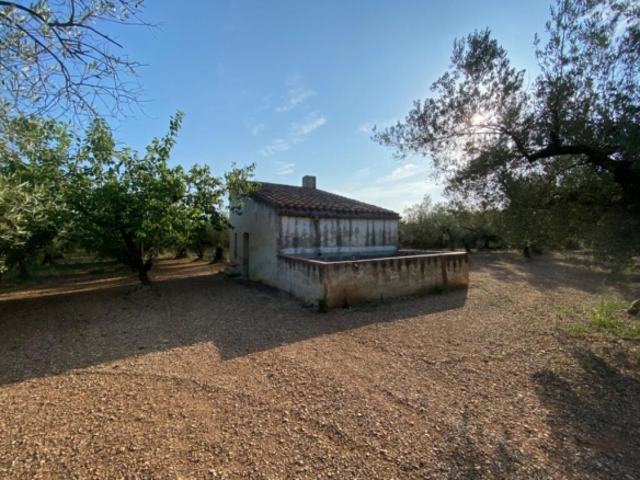 Imagen 3 de Fantástica finca con casa en la Miliana