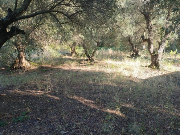 Imagen 3 de Parcela en Venta en Genalguacil Málaga