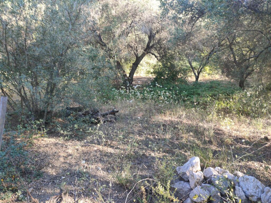 Imagen 4 de Parcela en Venta en Genalguacil Málaga