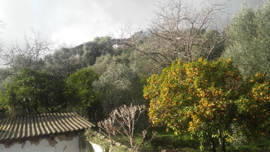 Imagen 2 de Casa de campo-Masía en Venta en Benarraba Málaga