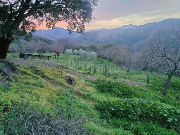 Imagen 2 de Suelo rústico en Venta en Jubrique Málaga