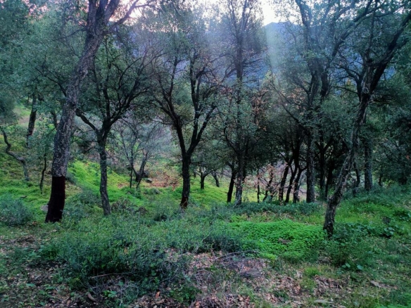 Imagen 3 de Suelo rústico en Venta en Jubrique Málaga