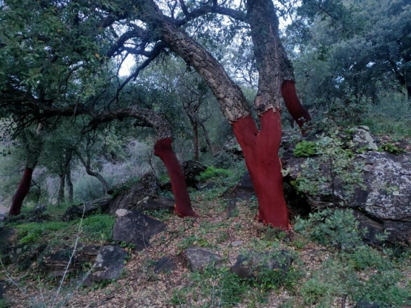 Imagen 4 de Suelo rústico en Venta en Jubrique Málaga