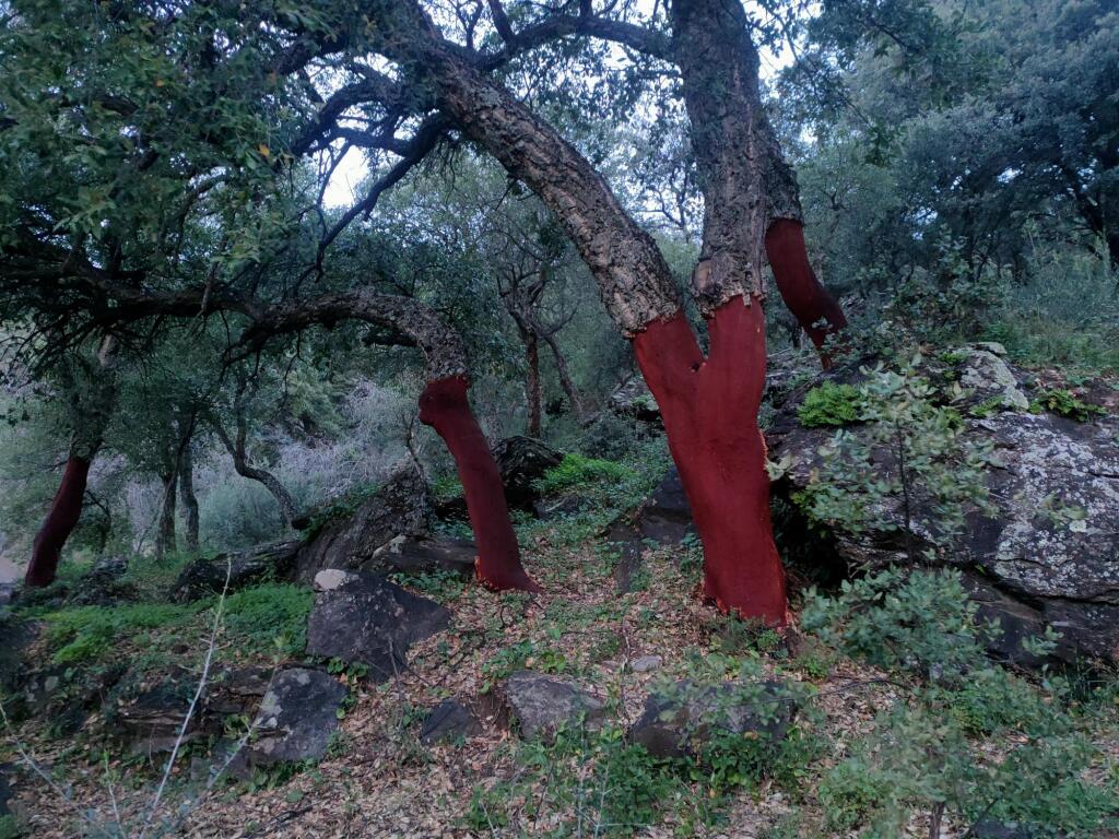 Imagen 4 de Suelo rústico en Venta en Jubrique Málaga