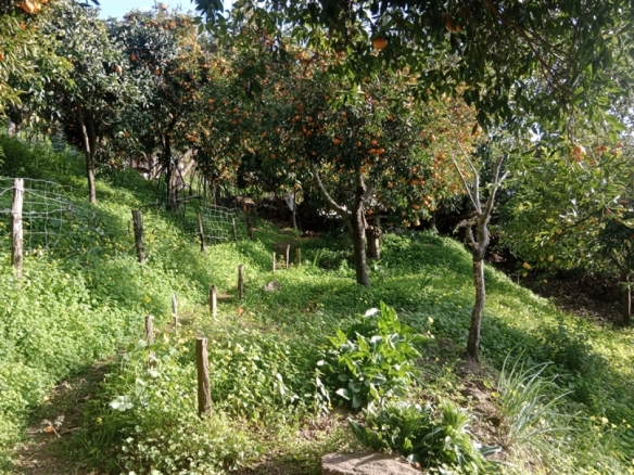 Imagen 3 de Casa de campo-Masía en Venta en Jubrique Málaga