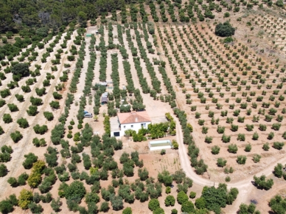 Imagen 3 de Casa de campo-Masía en Venta en Montellano Sevilla