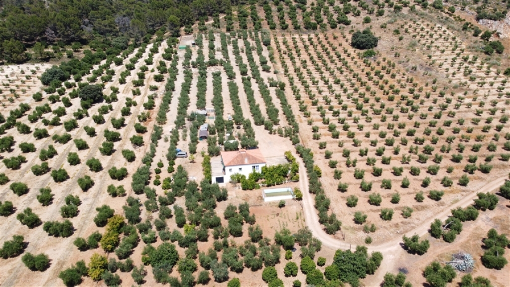 Imagen 3 de Casa de campo-Masía en Venta en Montellano Sevilla