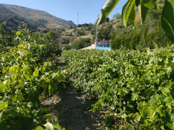 Imagen 4 de Casa de campo-Masía en Venta en Cartajima Málaga