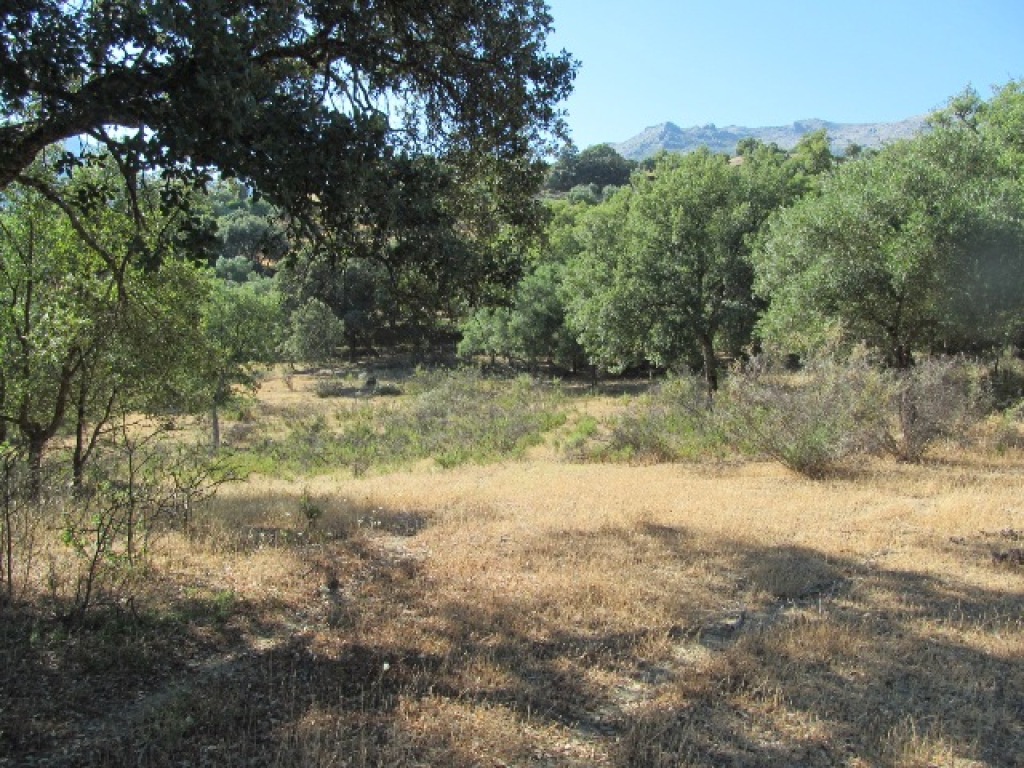 Imagen 2 de Parcela en Venta en Cortes De La Frontera Málaga