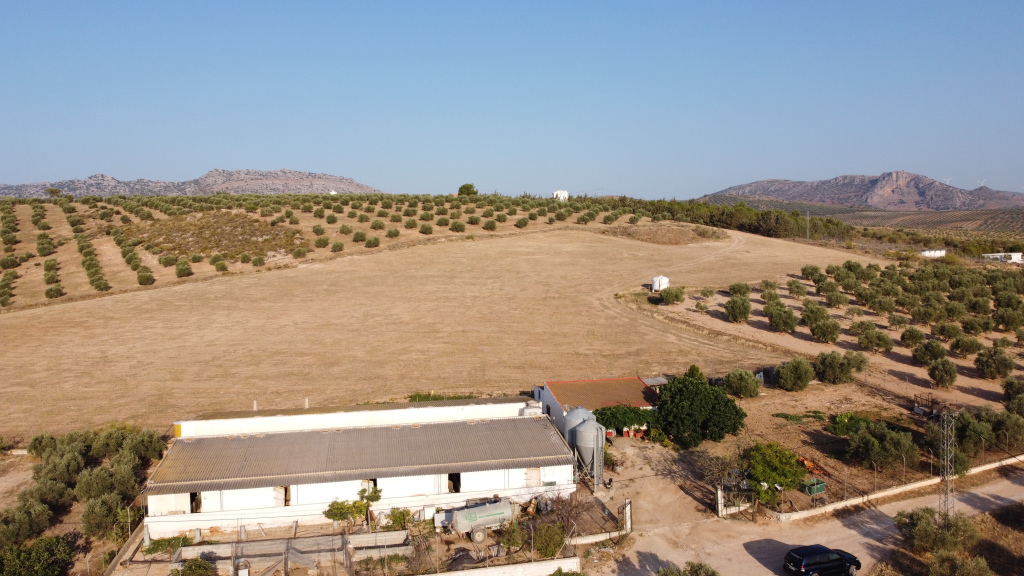 El Málaga El Málaga