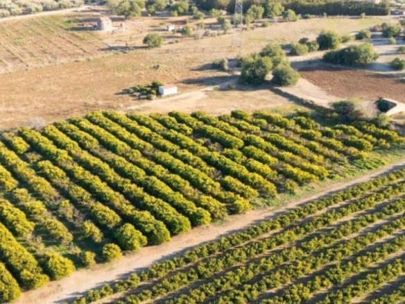 Imagen 4 de Fantástico terreno de naranjos
