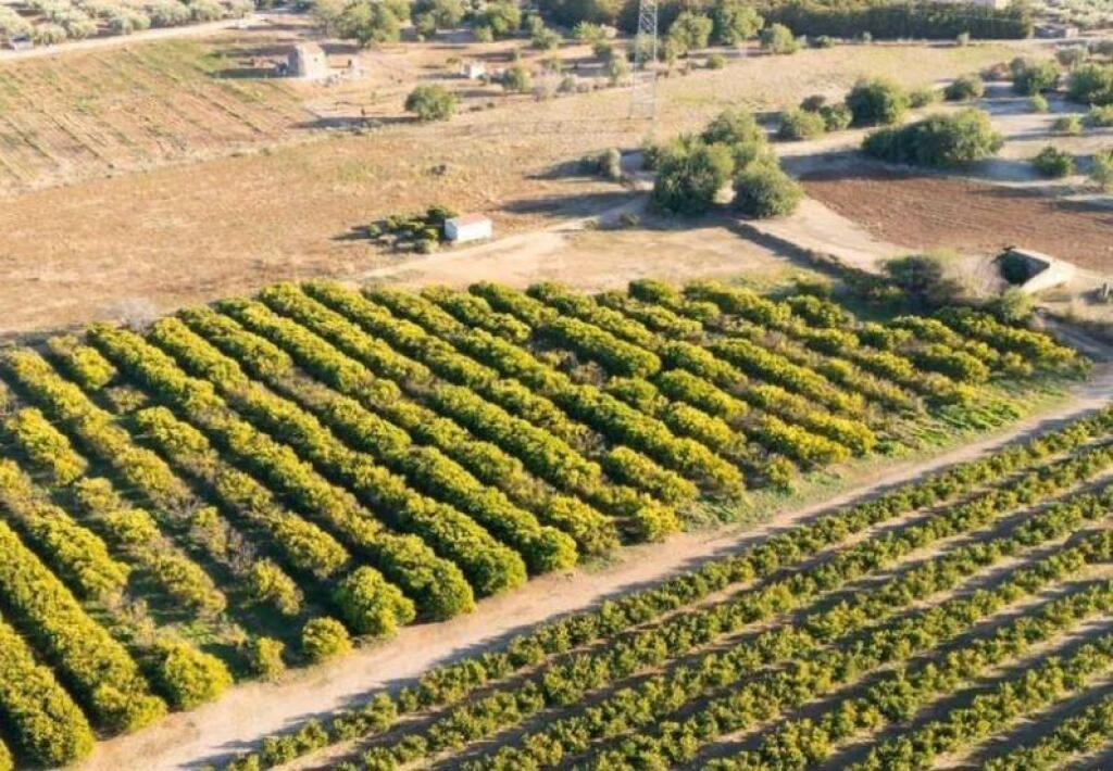 Imagen 4 de Fantástico terreno de naranjos