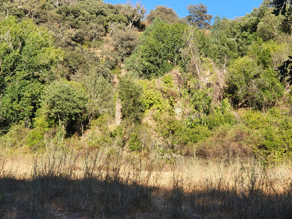 Imagen 3 de Casa de campo-Masía en Venta en Farajan Málaga