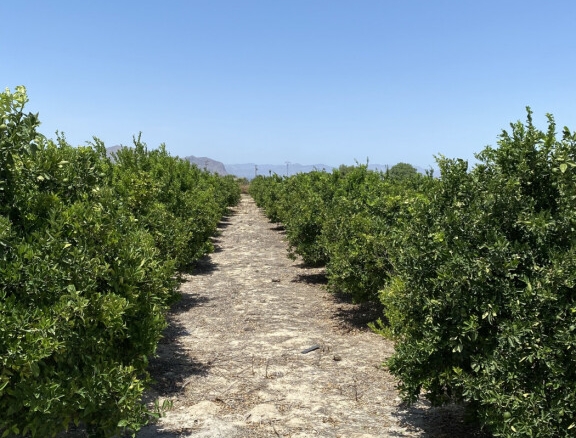 Imagen 3 de Magnifica Finca de citricos en produccion