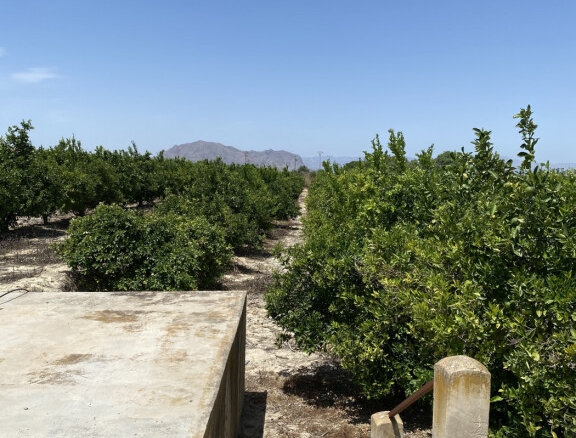 Imagen 4 de Magnifica Finca de citricos en produccion