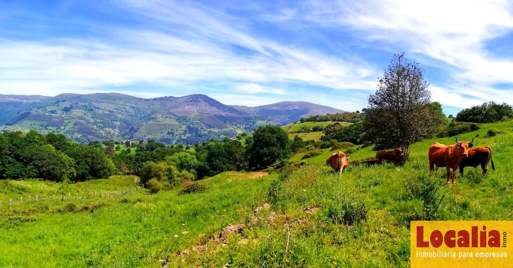 Imagen 3 de Finca rústica con cabaña y bosque autóctono