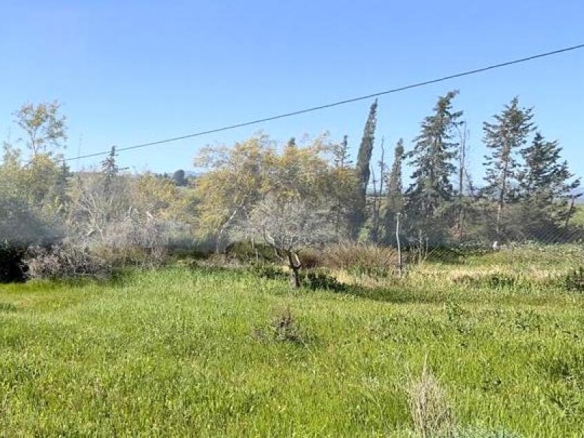 Imagen 2 de ¡OPORTUNIDAD! FINCA RÚSTICA DE 5043M2 DE REGADIO EN CÁRTAMA