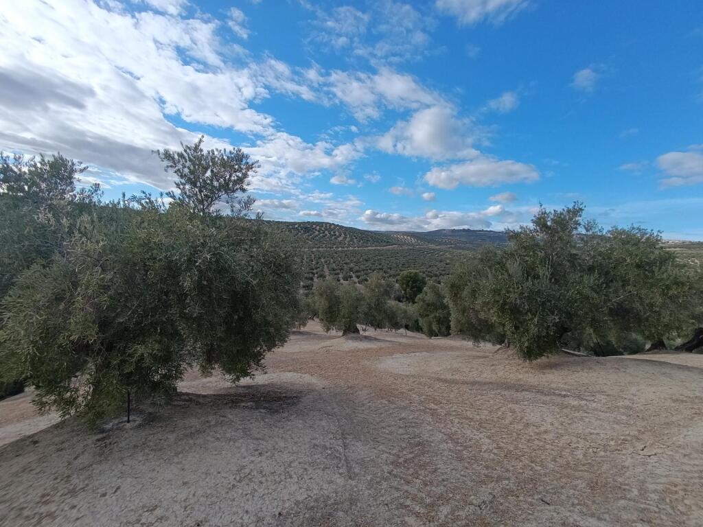 Imagen 2 de Olivar de 240 olivas de riego con subvención. SIN COMISIÓN DE COMPRA Imagen 2 de Olivar de 240 olivas de riego con subvención. SIN COMISIÓN DE COMPRA
