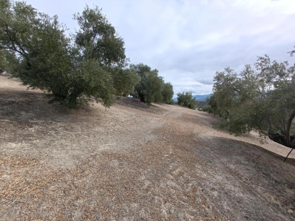 Imagen 3 de Olivar de 240 olivas de riego con subvención. SIN COMISIÓN DE COMPRA