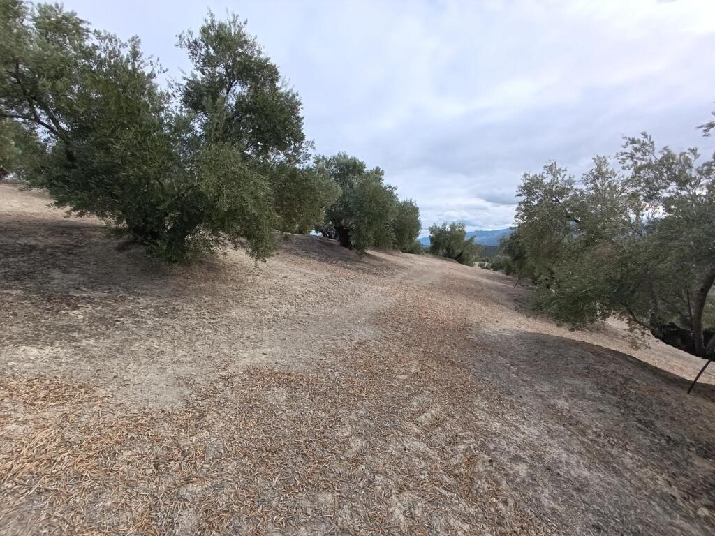 Imagen 3 de Olivar de 240 olivas de riego con subvención. SIN COMISIÓN DE COMPRA Imagen 3 de Olivar de 240 olivas de riego con subvención. SIN COMISIÓN DE COMPRA