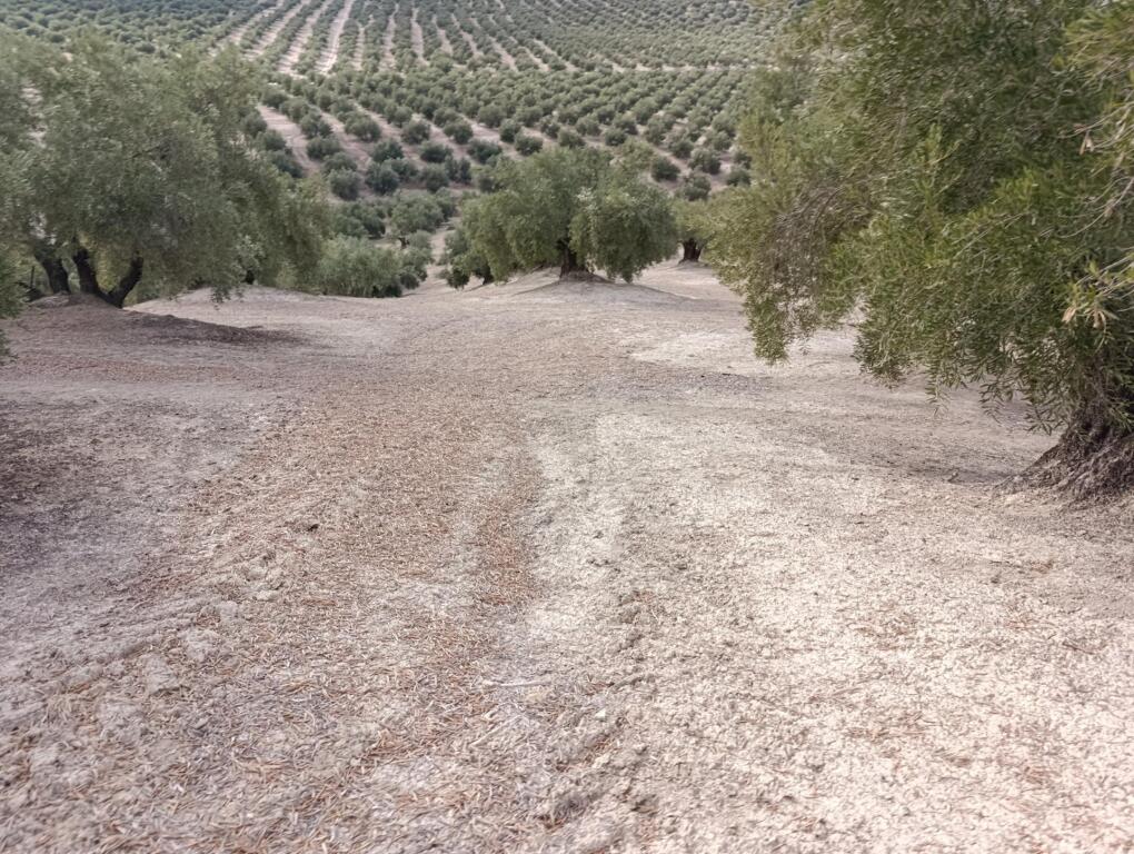 Imagen 4 de Olivar de 240 olivas de riego con subvención. SIN COMISIÓN DE COMPRA Imagen 4 de Olivar de 240 olivas de riego con subvención. SIN COMISIÓN DE COMPRA