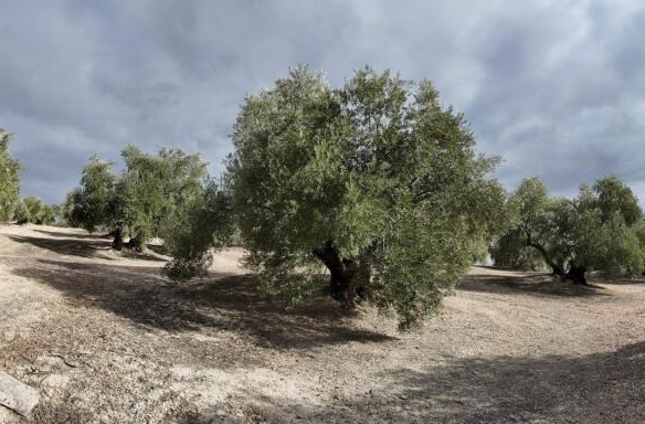 Imagen 1 de Olivar de 240 olivas de riego con subvención. SIN COMISIÓN DE COMPRA