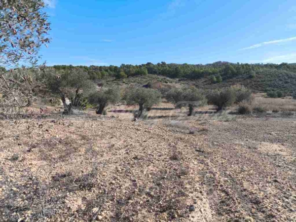 Imagen 1 de Suelo rústico en Venta en Yecla Murcia