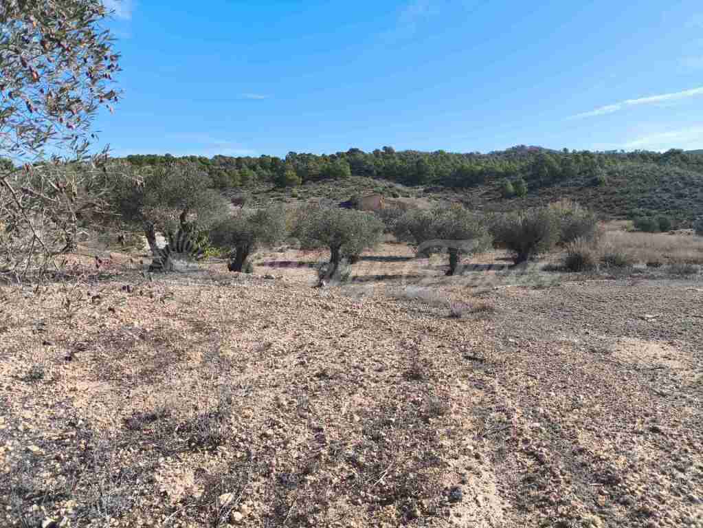Imagen 1 de Suelo rústico en Venta en Yecla Murcia