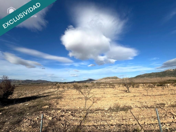 Imagen 2 de EXCLUSIVA OPORTUNIDAD – PARCELAS RÚSTICAS EN CASAS DE SANCHIS (MONOVAR)