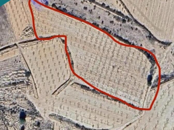 Imagen 2 de EXCLUSIVA OPORTUNIDAD – PARCELAS RÚSTICAS EN CASAS DE SANCHIS (MONOVAR)