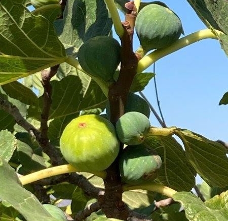 Imagen 2 de EN LOS MONTES DE MÁLAGA