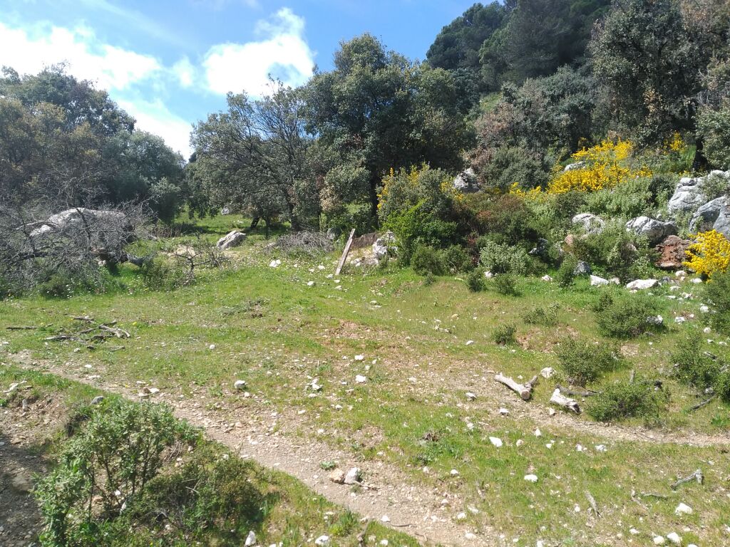 Imagen 2 de Parcela en Venta en Benalauria Málaga