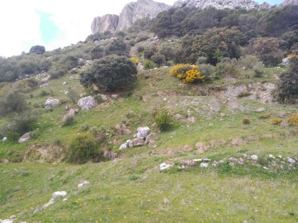 Imagen 3 de Parcela en Venta en Benalauria Málaga