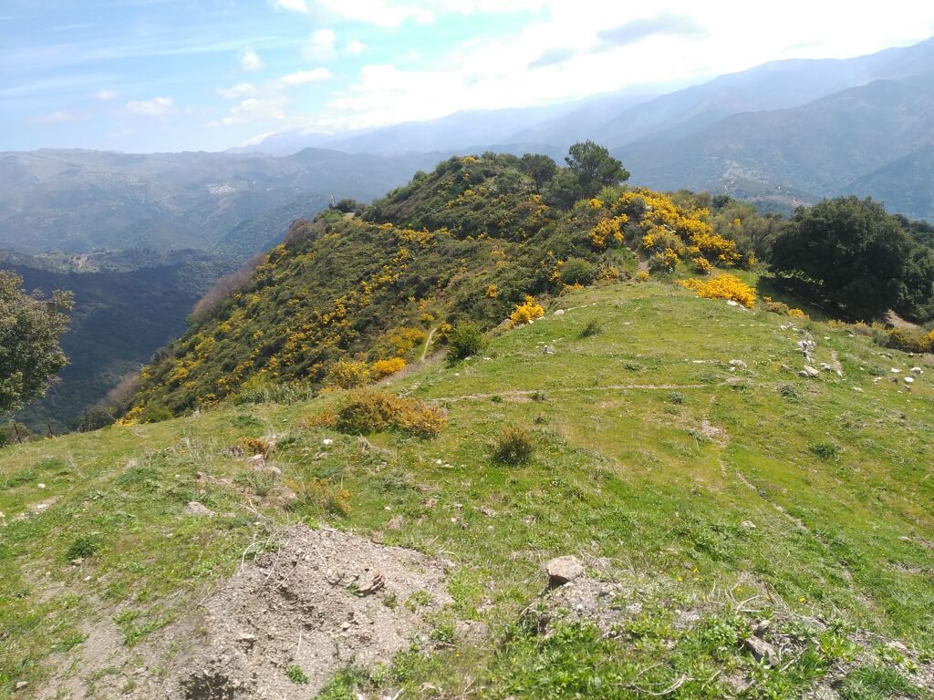 Imagen 4 de Parcela en Venta en Benalauria Málaga