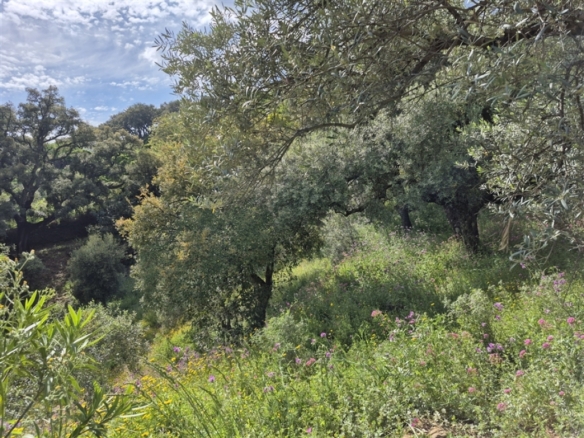 Imagen 4 de Casa de campo-Masía en Venta en Genalguacil Málaga