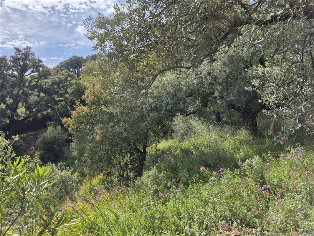 Imagen 4 de Casa de campo-Masía en Venta en Genalguacil Málaga