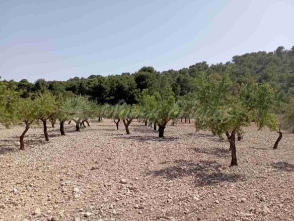 Imagen 2 de Suelo rústico en Venta en Jumilla Murcia