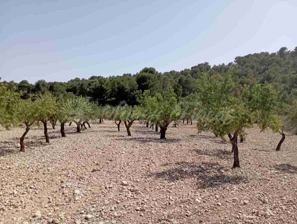 Imagen 2 de Suelo rústico en Venta en Jumilla Murcia