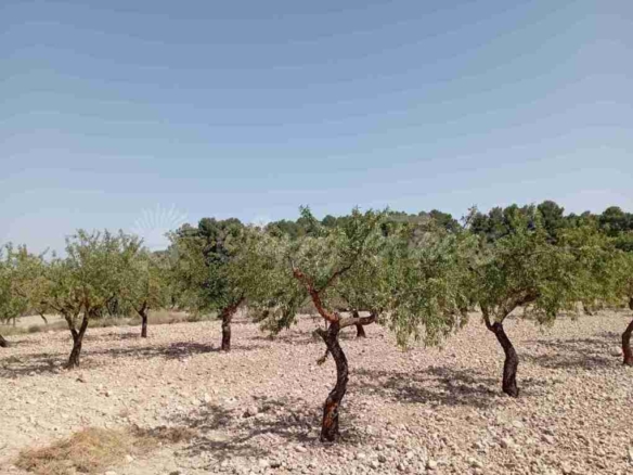 Imagen 4 de Suelo rústico en Venta en Jumilla Murcia