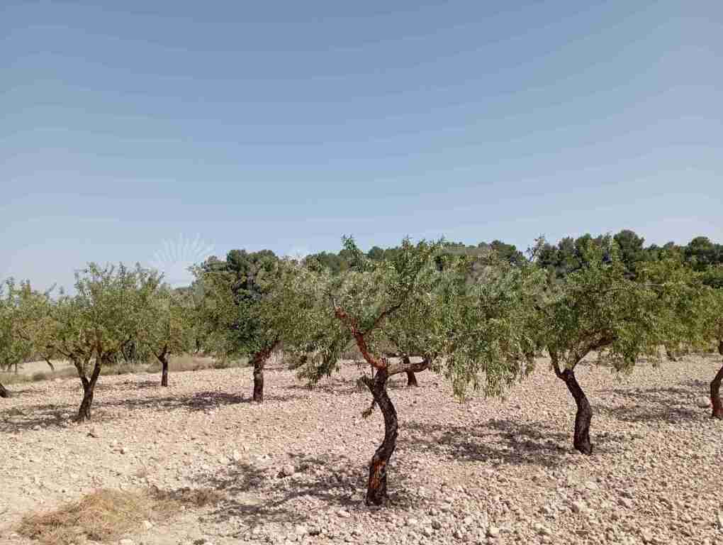 Imagen 4 de Suelo rústico en Venta en Jumilla Murcia