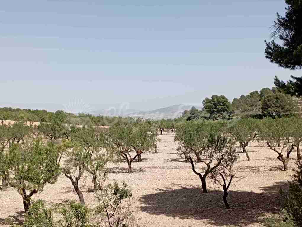 Imagen 2 de Suelo rústico en Venta en Jumilla Murcia