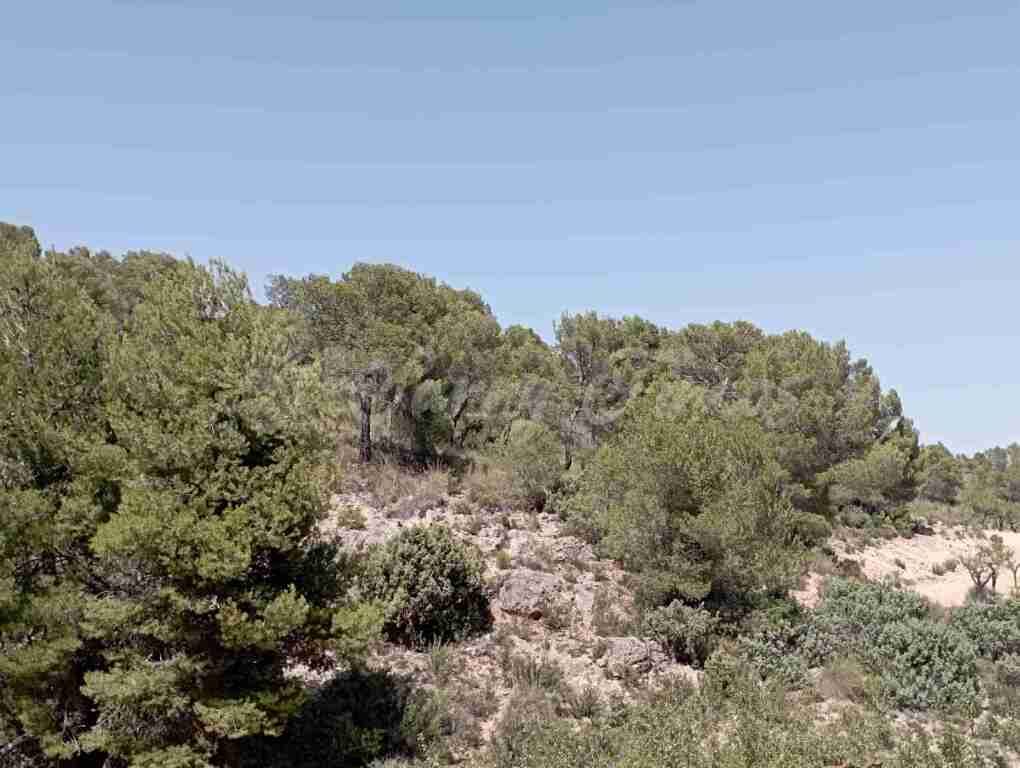 Imagen 3 de Suelo rústico en Venta en Jumilla Murcia