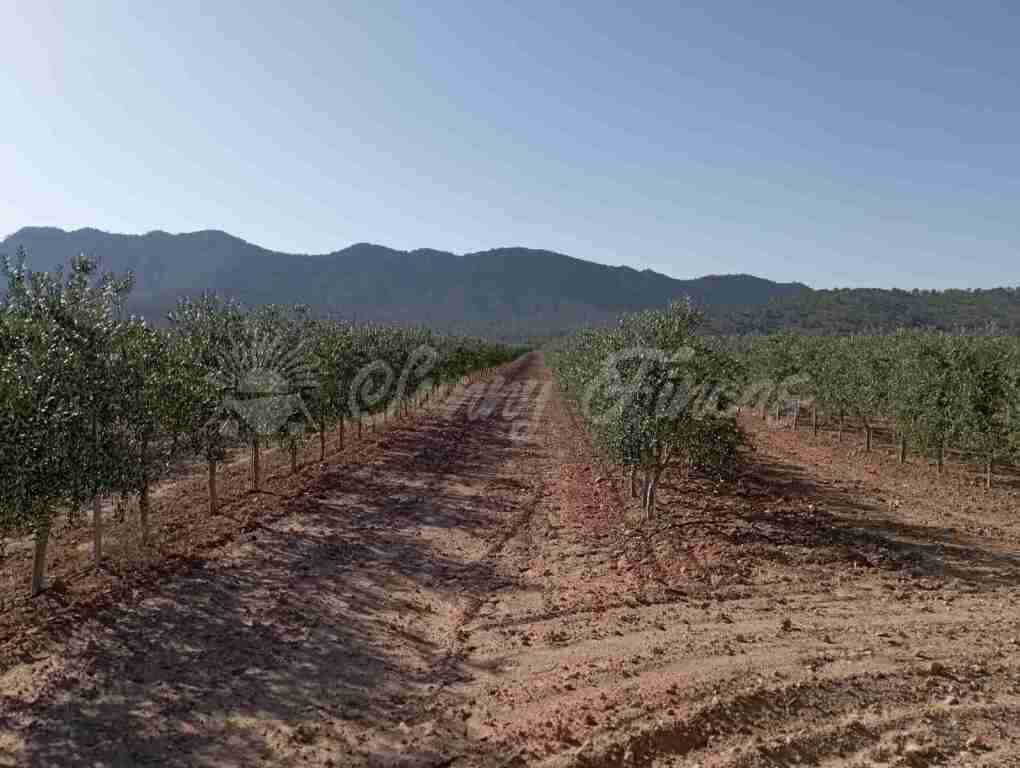 Imagen 2 de Suelo rústico en Venta en Yecla Murcia