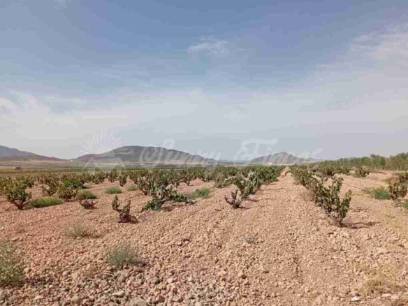 Imagen 2 de Suelo rústico en Venta en Yecla Murcia