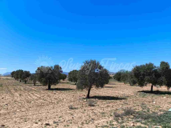 Imagen 1 de Suelo rústico en Venta en Yecla Murcia